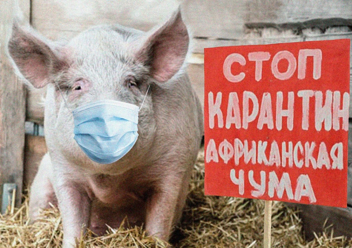 Фермеру из Сургутского района бюджет Югры компенсирует ущерб от падежа свиней