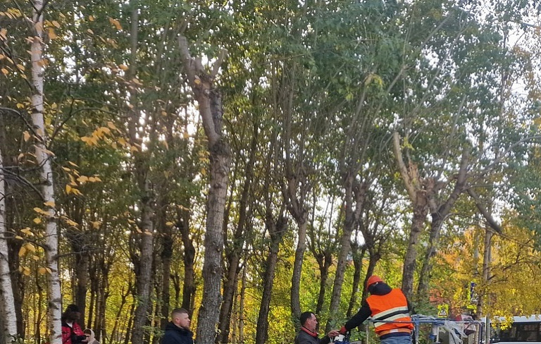 Жителям многоэтажки в Сургуте мешают слишком высокие тополя