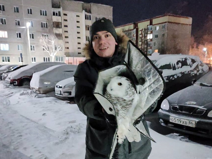 Полицейские Лангепаса спасли полярную сову