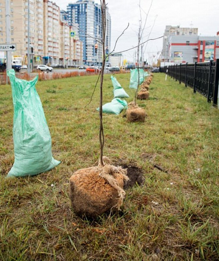 «Аллея предпринимателей» появится на улице Пархомовича в Сургуте