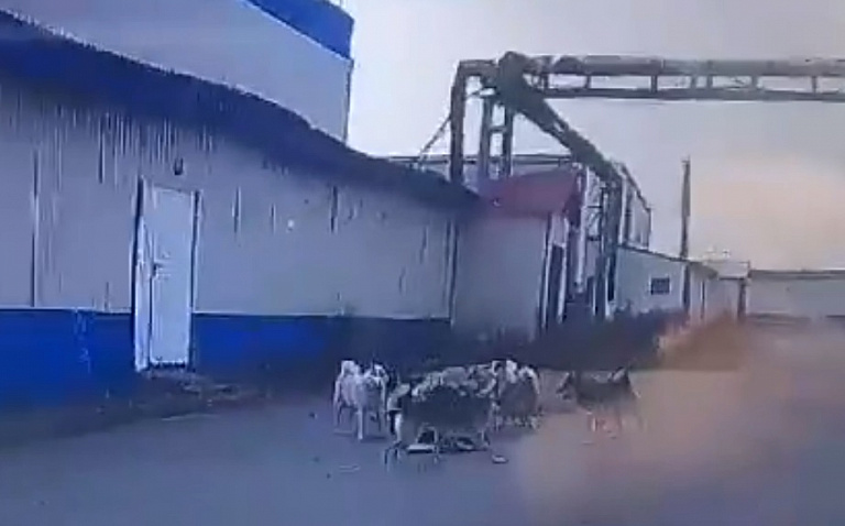 В Нижневартовске стая собак едва не растерзала женщину 