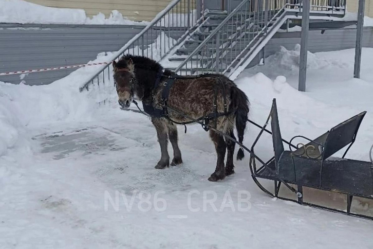 В Нижневартовске испуганный пони протаранил санями несколько машин 