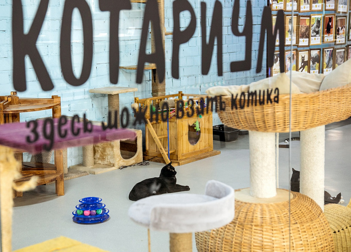 31 подопечный волонтеров ОД «Дай лапу» благодаря новому проекту нашел хозяина