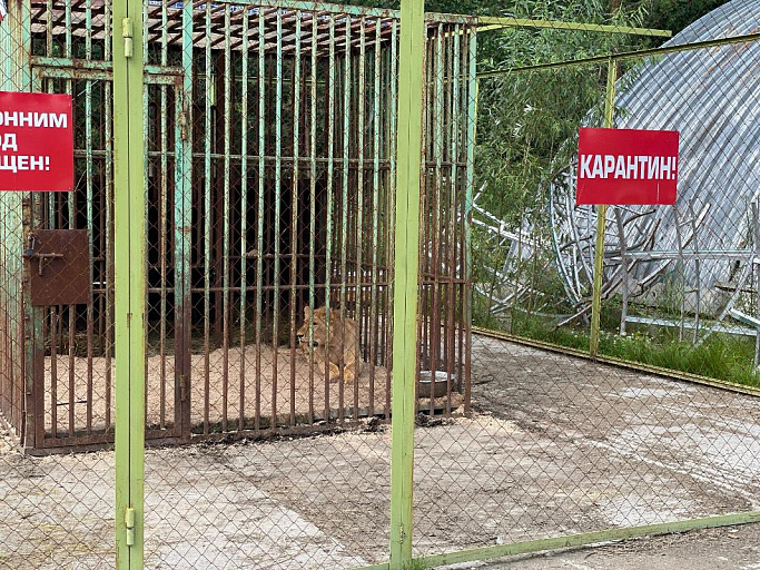 Тюменский зоопарк отказался принять льва Хариса из Сургута